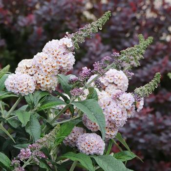 Buddleia 'Pugster Sorbet&trade;' (320108)