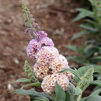 Buddleia 'Pugster Sorbet&trade;' (320110)