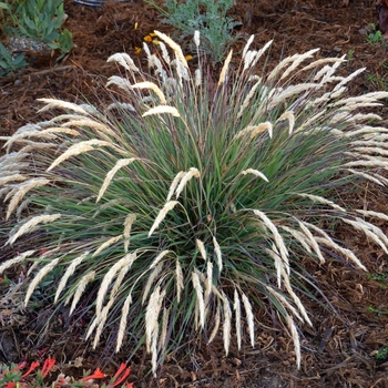 Calamagrostis foliosa