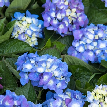 Hydrangea macrophylla 'HMUPSI' PP28974
