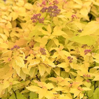 Spiraea japonica 'SMSJMLG' PPAF