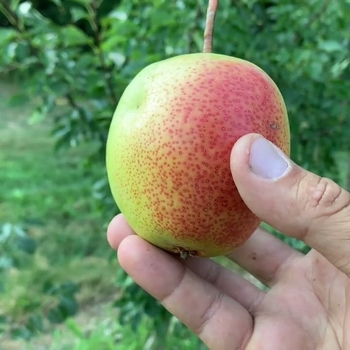 Pyrus pyrifolia 'Juicy Jewel&trade;' PP19821P2