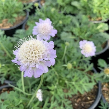 Scabiosa columbaria
