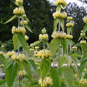Phlomis russeliana