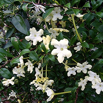 Brunfelsia americana