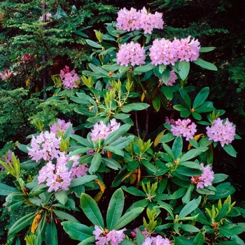 Prunus x yedoensis 'Akebono'