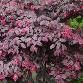 Loropetalum chinense 'Carolina Midnight' 