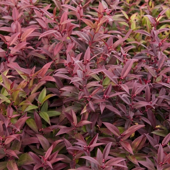 Leucothoe fontanesiana