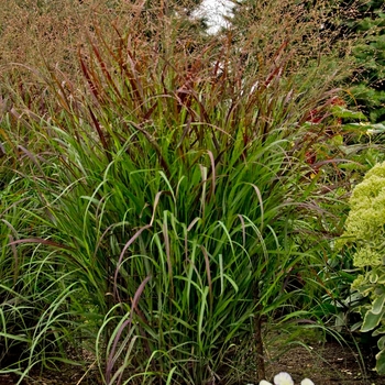 Panicum virgatum