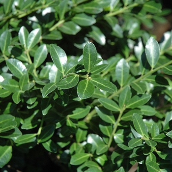 Ilex crenata 'Green Lustre' 