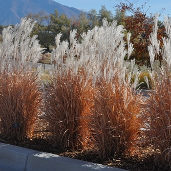 Panicum virgatum 'Squaw' 