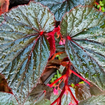 Begonia coccinea