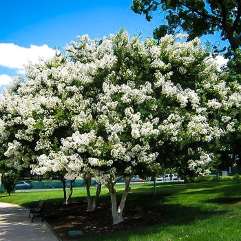 Lagerstroemia indica x fauriei 'Acoma' 