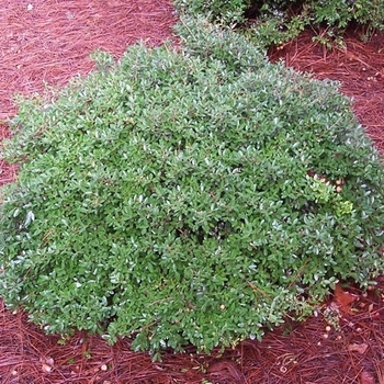 Ilex vomitoria 'Schilling's Dwarf' 