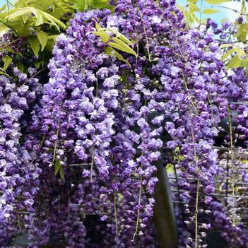Wisteria floribunda 'Black Dragon' 
