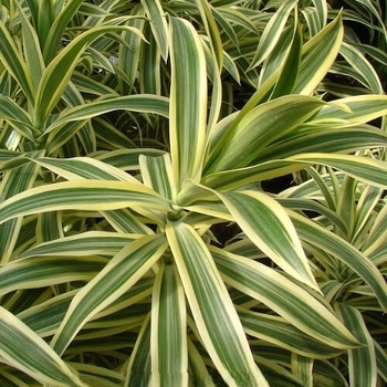Dracaena reflexa