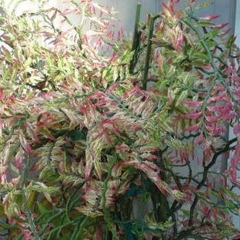 Euphorbia tithymaloides