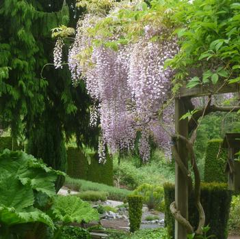 Wisteria floribunda 'Hon-beni (Pink Ice)'