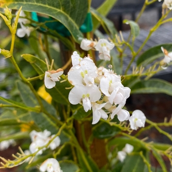 Hardenbergia violacea 'White Out'