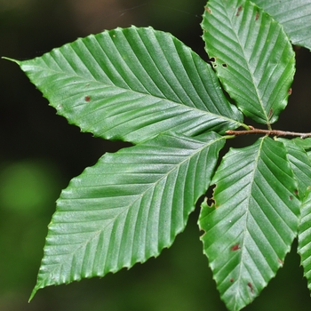 Fagus grandifolia
