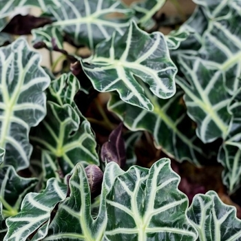 Alocasia 'Multiple Varieties' 
