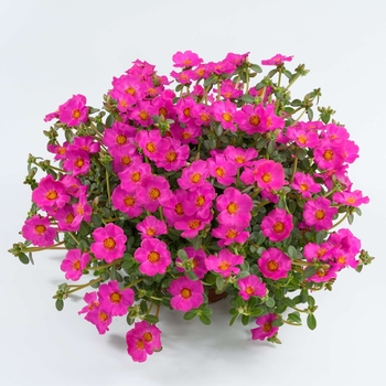 Portulaca oleracea 'Purple' USPP29291P3