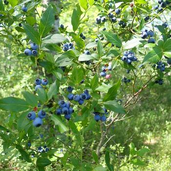 Vaccinium corymbosum