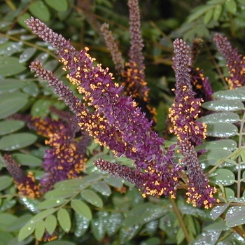 Amorpha fruticosa
