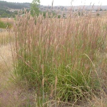 Andropogon gerardii