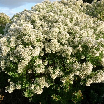 Baccharis halmifolia