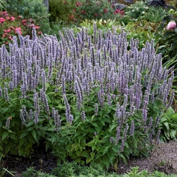 Agastache 