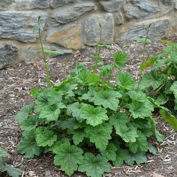 Heuchera americana