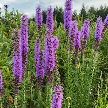 Liatris pycnostachya