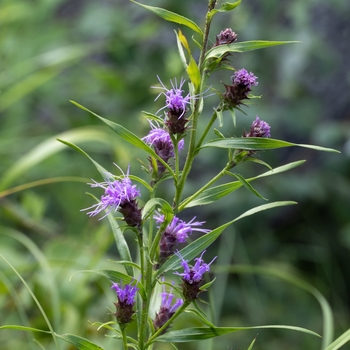 Liatris squarrosa