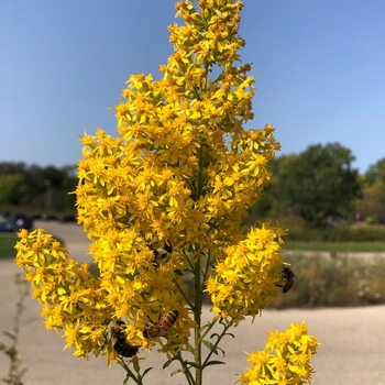 Solidago speciosa