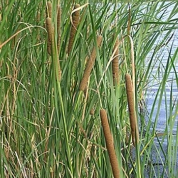 Typha angustifolia