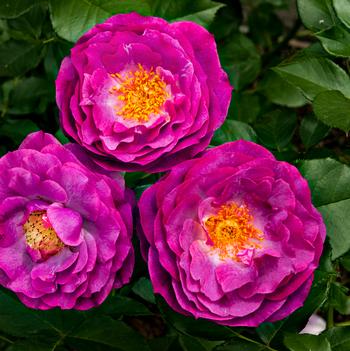 Rosa 'Wild Blue Yonder&trade;' PP18554