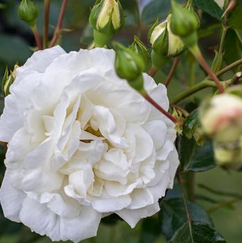 Rosa 'White Dawn' 