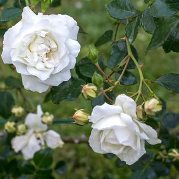 Rosa 'White Dawn' (320484)