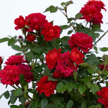 Rosa 'Melpateq' PP36339