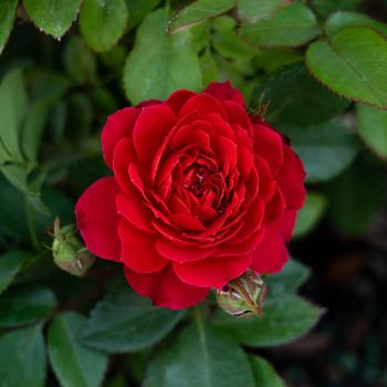 Rosa Sunblaze&reg; '' (320492)