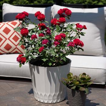 Rosa Sunblaze&reg; '' (320493)