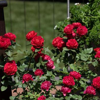 Rosa Sunblaze&reg; '' (320494)