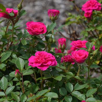 Rosa Sunblaze&reg; 'Dragon Fruit' (320497)