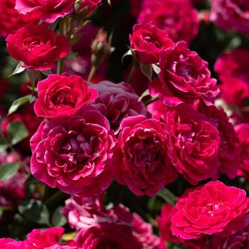 Rosa Sunblaze&reg; 'Dragon Fruit' (320498)