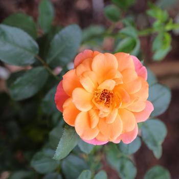 Rosa 'Sugar Candy Rose&trade;' (320499)