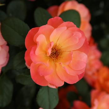 Rosa 'Sugar Candy Rose&trade;' (320501)