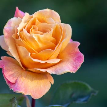 Rosa 'Strike It Rich' (320503)