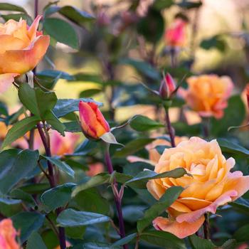 Rosa 'Strike It Rich' (320504)