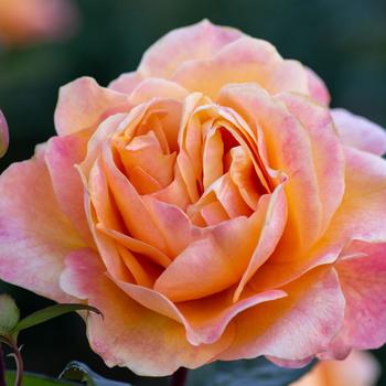 Rosa 'Strike It Rich' (320505)